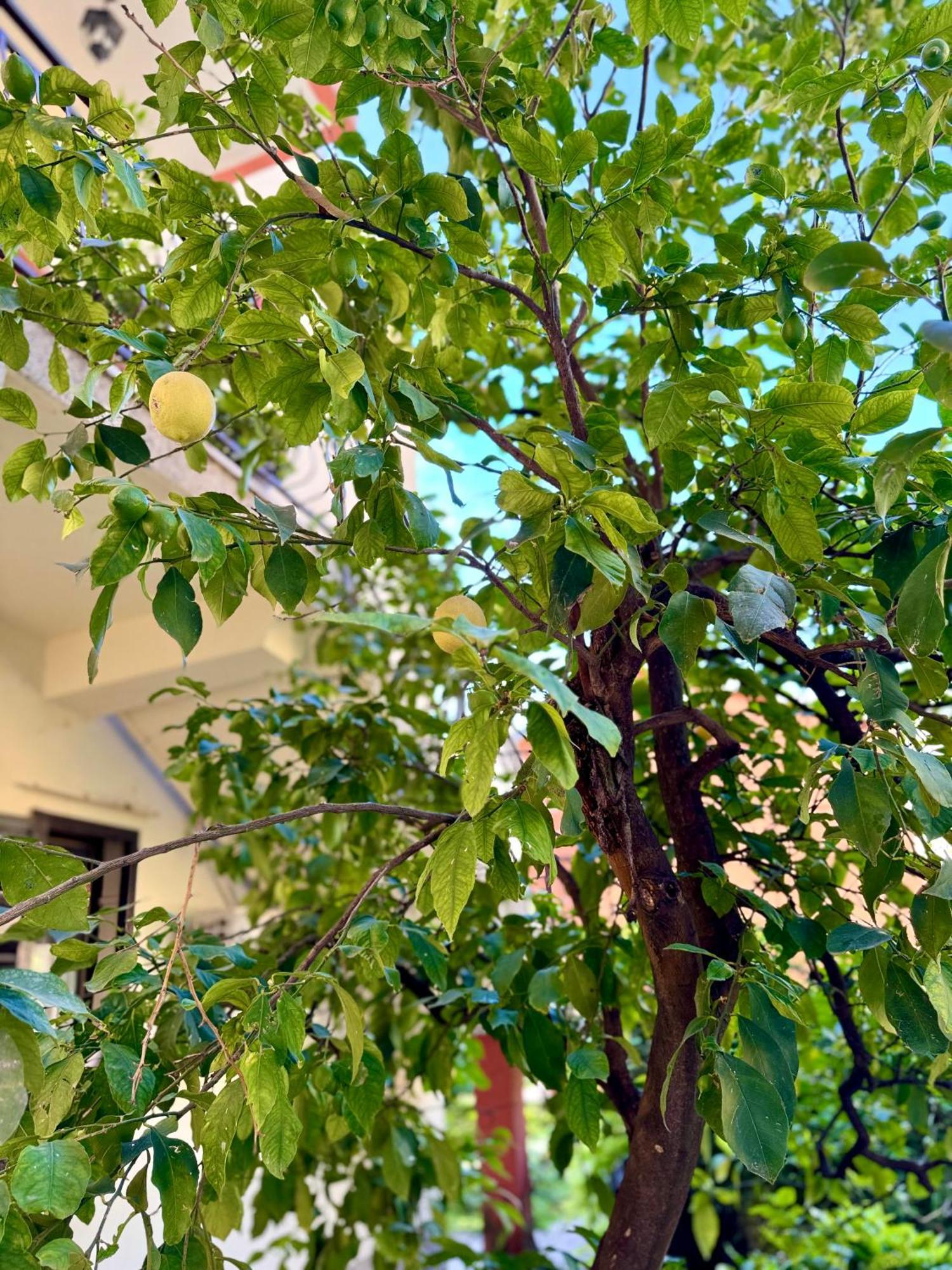 Harmony Garden Apartments Kotor Kültér fotó
